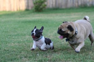 French bulldog, frenchies, dog allergies