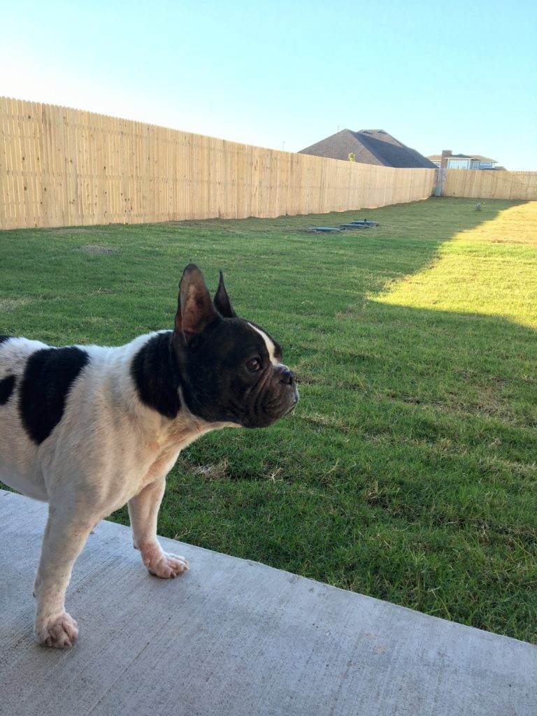 french bulldog