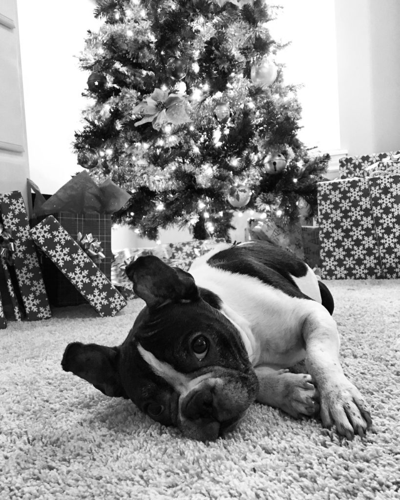 Itchy Frenchie Christmas