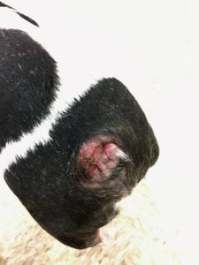 Itchy frenchie infected tail