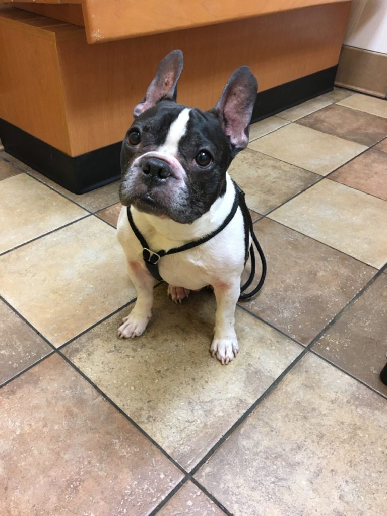 cytopoint-injection-for-dog-allergies-itchy-frenchie