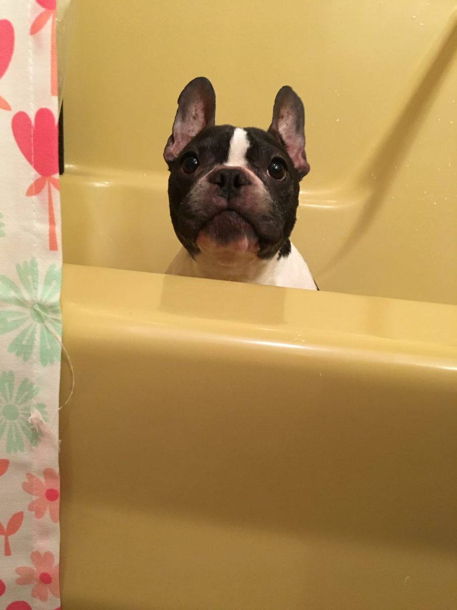 How Often Should You Bathe Your Dog? - Itchy Frenchie