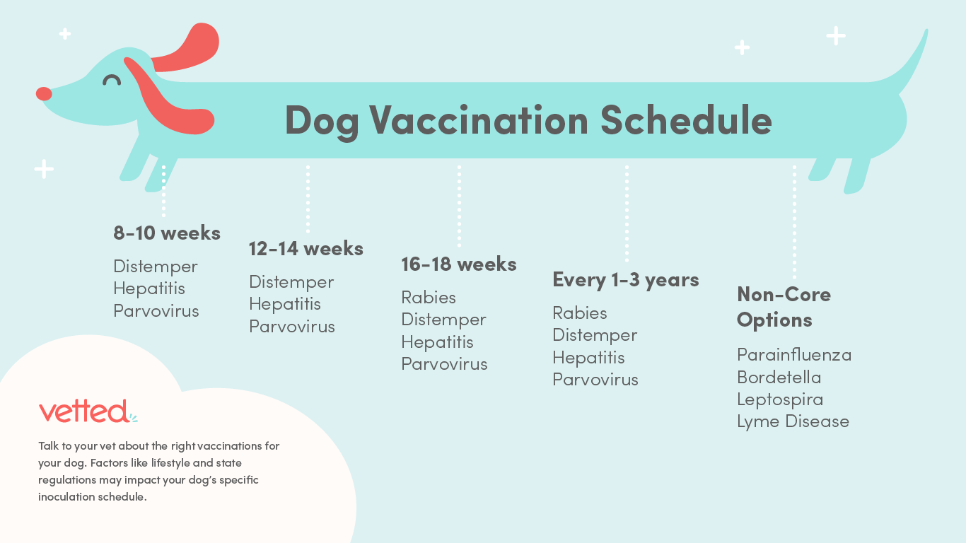 Dog Vaccinations: What You Need to Know - Itchy Frenchie