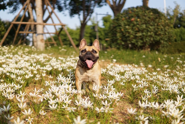 Spring Allergies Are Near The Best Food For French Bulldogs Itchy Frenchie