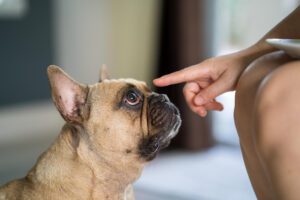 dog allergy symptoms